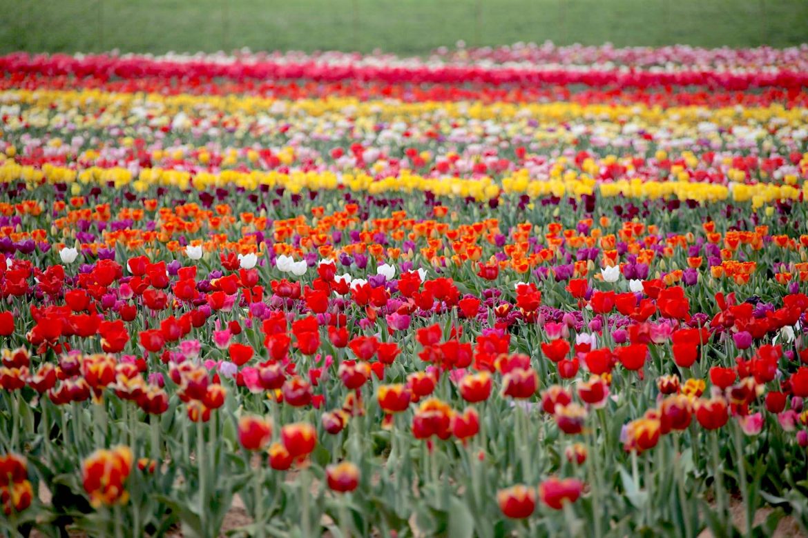 Tulipani Italiani