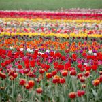 Tulipani Italiani in 3D: ecco come visitare il campo