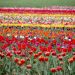 Tulipani Italiani