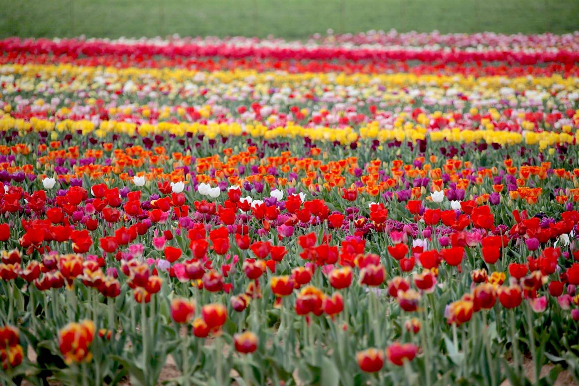Tulipani Italiani